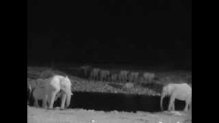 Waterhole Drama  Etosha National Park [upl. by Lenox]