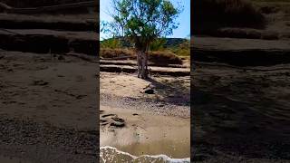 The Most Unusual Trees on This Cretan Beach 🌳🏝️🦀 crete greece ελλάδα κρήτη sitia travel [upl. by Atikal]