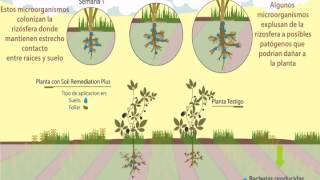 bacterias PGPR BPCV en cultivo de zarzamora [upl. by Far247]