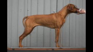 a Rhodesian Ridgeback growing I [upl. by Synn59]