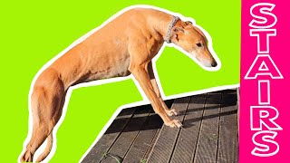 How to teach a retired Greyhound to master stairs [upl. by Ariait]