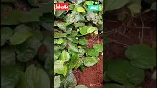 How to clean GardenEasily  Full cleaning 💯  WATCHEnD💥 garden semman oram mathusanam [upl. by Nosrettap]