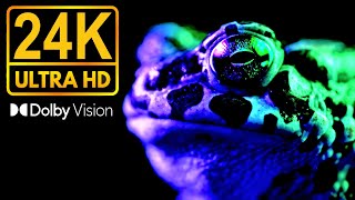 BLACK WITH RICH DETAILS  24K HDR 60FPS  DOLBY VISION [upl. by Eiddal]