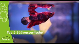 Top 5 Süßwasserfische – Diskus Neonsalmler amp mehr  Aquatop [upl. by Htebaras]