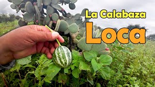 Con esta CALABAZA se quitaban la Mugre [upl. by Pietra]