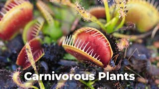 Carnivorous Plants A Journey into the Wild [upl. by Pihc]