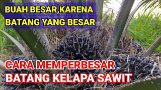 CARA MEMPERBESAR BATANG KELAPA SAWIT [upl. by Nolubez134]