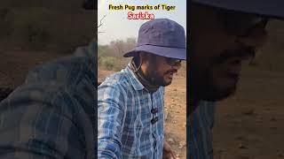 Fresh Pugmarks tiger sariska wildlife wildanimals ytshorts shortsfeed wildlifecontent [upl. by Gall804]