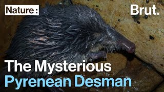 The Mysterious Pyrenean Desman [upl. by Eustasius183]