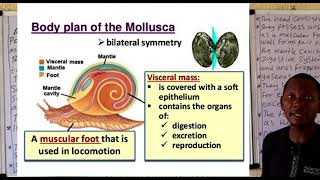 Phylum Mollusca 1 [upl. by Adanama]