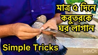 নতুন কবুতরকে কিভাবে ঘর চেনাবেন ও পোষ মানাবেন  Notun Kobutor ke kivabe ghor Chinaben  Zahid amp Pets [upl. by Aynotahs]