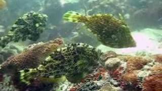 Scuba Diving Pattaya Compilation ★★★★★ [upl. by Latoyia]