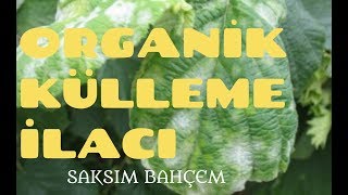 ORGANİK BÖCEK İLACI YAPIMI 2 KÜLLEME MANTAR İÇİN [upl. by Einatsed791]