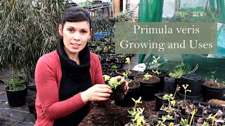 Medicinal Uses of Primrose Primula veris [upl. by Sabelle906]