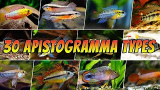 30 Different Apistogramma Fish Species Types  Rare amp Common Colourful Apistogrammas List [upl. by Eceer566]