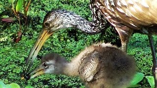 Limpkin Feeding Baby Birds Apple Snails amp Spoonbill FYV [upl. by Eittam]