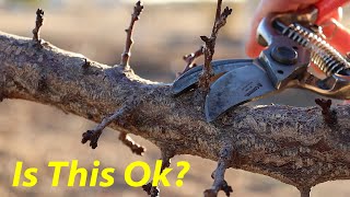 Dont Make This Pruning Mistake  Apricot Plum amp Cherry Pruning [upl. by Lynad]