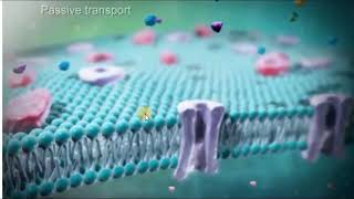 Simple diffusion VS Facilitated diffusion [upl. by Hashimoto]