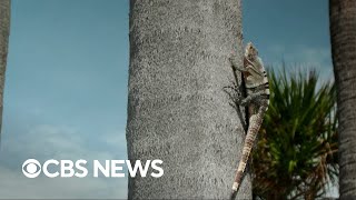 Cold temperatures in South Florida cause iguanas to pass out and fall from trees [upl. by Ludovico]