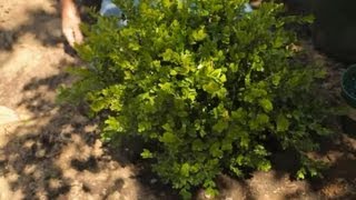 How to Transplant Boxwood Shrubs  Garden Savvy [upl. by Arag]