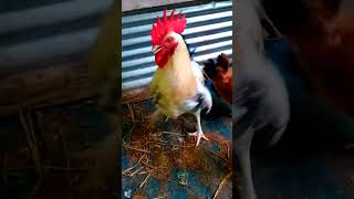 farm chicken short video vairalvideo chicken chickenbreeds animals funnyrooster roostersound [upl. by Eloken]