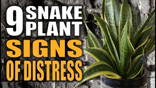 9 Snake Plants Signs Your Houseplant Is Giving You  Sansevieria Houseplant Care [upl. by Eedebez]