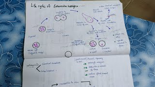 Life cycle of Entamoeba histolyticaDefine metacystsimple NotesTamil [upl. by Haelem]