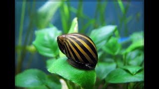 Neritina zebra 🐌 [upl. by Adora]