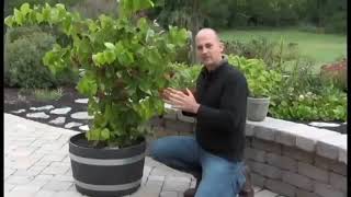 RazzMatazz WOW Fruit Now Potted Grape Video [upl. by Esahc218]