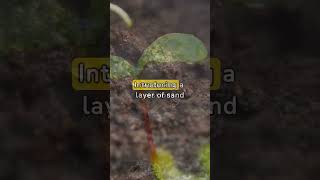 How to Naturally Get Rid of Fungus Gnats  shorts [upl. by Latsyek1]