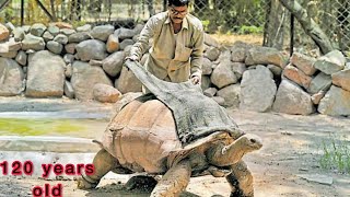 120 years old tortoise  Nehru Zoological Park Hyderabad  urskanna hyderabad tortoise [upl. by Kacey846]