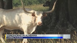 The longhorns of Pursell Farms [upl. by Ingrid260]