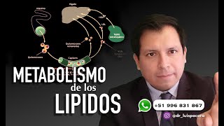 METABOLISMO DE LOS LÍPIDOS  METABOLISMO DE LAS GRASAS [upl. by Artekal499]