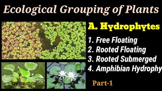 SYBSc  Ch6Part1  Ecological Grouping of Plants  Hydrophytes  Free Floating  Submerged  Type [upl. by Mccoy629]