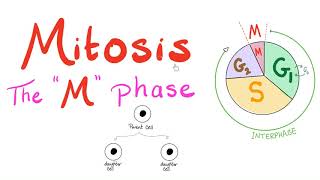 Mitosis  Cell Division  The M Phase of the Cell Cycle  Biology for MCAT DAT SAT ACT AP Bio [upl. by Mick]