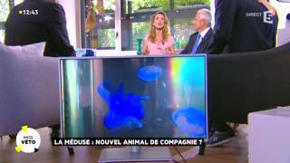 La méduse nouvel animal de compagnie [upl. by Byers]