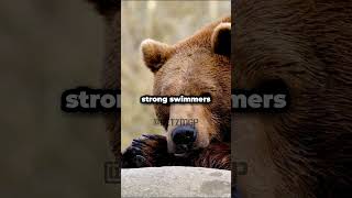 Why can brown bears swim so good  science development facts animals swimming [upl. by Hutner821]