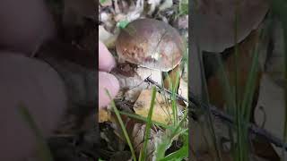 Porcini FUNGHI белыегрибы mushroom boletus funghiporcini boletusedulis borowiki foraging [upl. by Rramaj274]