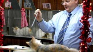 Turkish Angora Cat at a Cat Show [upl. by Ribaj]