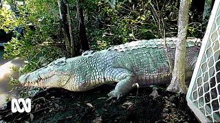 Trapping and tracking crocodiles near Airlie Beach  ABC Australia [upl. by Reivaj]