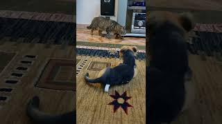 our cat hates dogs and fight with themdangrouscatwildcatangrycatcrazycatmischievouscatsgato [upl. by Anitniuq]