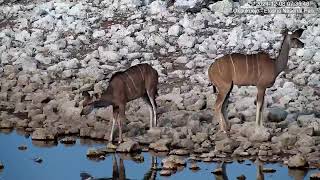 Kudu Enjoying the Waterhole [upl. by Retsim175]