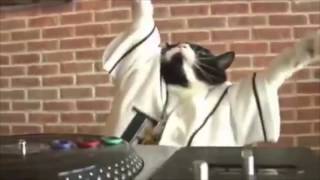 Meow Mix Song DJ Kitty [upl. by Tengdin]