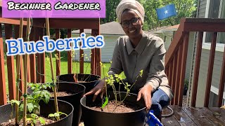 Planting Blueberries in Pots 🌿💚🌿 subscribe [upl. by Ayek]