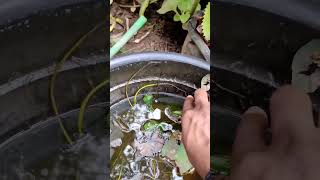 bloodworms culture easy method in 15 seconds malayalam fishes pet aquarium bloodworms [upl. by Doubler]