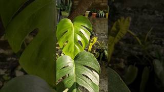 Monstera Deliciosa Collection monsteradeliciosa tropicalplants trending [upl. by Nivahb]