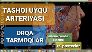 TASHQI UYQU ARTERIYASINING ORQA TARMOQLARI ANGIOLOGIYA ARTERIA CAROTIS EXTERNA RAMUS PASTERIOR [upl. by Janaye]