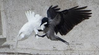 Popes peace doves are attackedagain [upl. by Yrek]