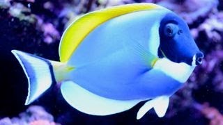 Care for Powder Blue Tang 粉藍吊 Acanthurus leucosternon [upl. by Etnomaj]