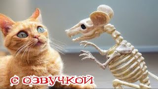 Приколы с котами С ОЗВУЧКОЙ Смешные коты Самые смешные животные на планете [upl. by Lillywhite958]